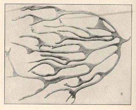 Codium decorticatum
