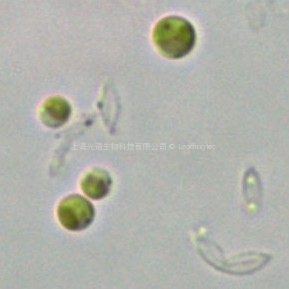 Nannochloropsis sp.